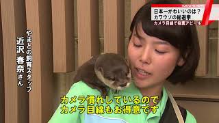 日本一かわいいのは？　カワウソの総選挙