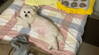 自分の布団だと思い込んでる犬！ビションフリーゼ