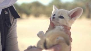 旅する鈴木360:The desert Fox baby @Morocco