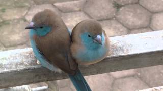 Cute Blue Waxbills