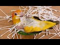 White Bellied Caique Parrot Talking & Playing | Cute Parrots | Funny Parrots