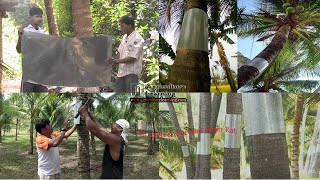 How to protect Coconut tree from rats | নারিকেল বা অন্যান্য ফল গাছে ইঁদুর দমন।