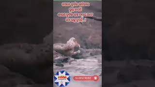 anuchinta in odia ! ଦୁର୍ବଳ ମୋ ସମୟ ରକ୍ତ ନୁହେଁ... #shorts #short #anuchinta #nitibani #odia #viral