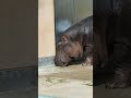 福岡市動物園、ガラスを含む施設や池の汚さカバが良い飼育員の異動をきっかけに運動不足や飼育環境が悪化。縄張り排除のケガなどの人身事故などや感染で殺される前に公務員は全員撤退異動へ