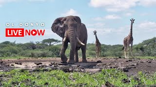 ol Donyo Lodge | Wildlife Live Stream – Kenya
