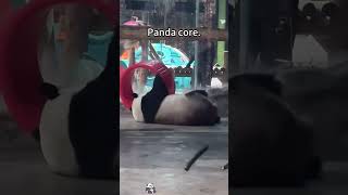 Funny panda #foryou #funny #pets #funnypets #petvideos #animals #funypets #funnyanimals #cute