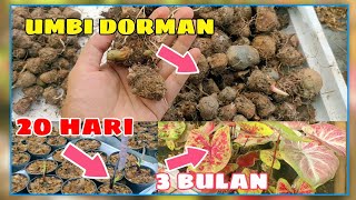 Cara menumbuhkan umbi keladi yang Dorman @raplant || umbi keladi 🌱❤️