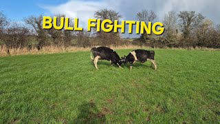 More Bulls go to grass, busy day at cattle