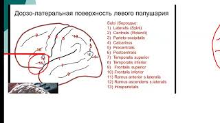 Үлкен ми сыңырларының латеральды бөлімінің жүлгелері мен қартпарлары