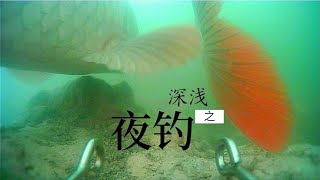 浅水窝、深水窝大比拼，夜钓是深水好还是浅水好，一目了然