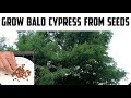 Grow Bald Cypress Trees from seeds