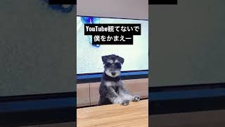 【男2人犬１匹の暮らし】テレビより俺を構え！と無言の圧を放つ子犬シュナウザーまろ【ミニチュアシュナウザー子犬】