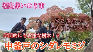 #357【福島県 いわき市】いわきで有名な紅葉スポット、中釜戸のシダレモミジを見に行こう！