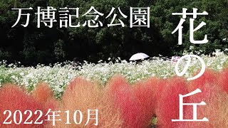 【万博記念公園　花の丘】2022年10月中旬の様子をご覧ください