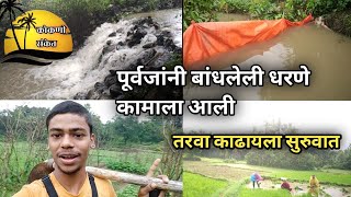 @KokaniSanketVlogs पूर्वजांनी बांधलेली धरणे कामी आली, तरवा काढायला सुरुवात #kokan