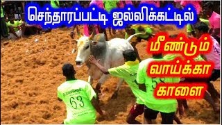 செந்தாரப்பட்டி ஜல்லிக்கட்டில் மீன்டும் வாய்க்கா காளை sentharapatty jallikattu