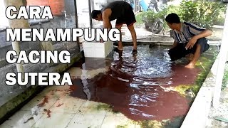 CACING SUTERA | cara menampung cacing sutera untuk pakan ikan hias | seputar Ikan Hias #2