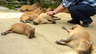 カピバラを連続ヘブン状態に (Scratching many capybaras)