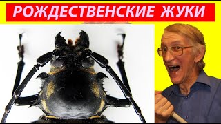 Рождественские Мечты Любителей Жуков,  Энтомологов Колеоптерологов. Insects Collections.