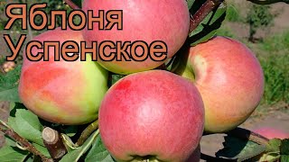 Яблоня обыкновенная Успенское (malus) 🌿 яблоня Успенское обзор: как сажать саженцы яблони Успенское