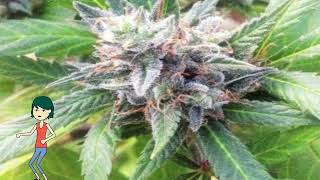 Lemon Candy – 710 Genetics
