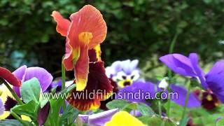 Pansies or Butterfly flowers in an Indian garden