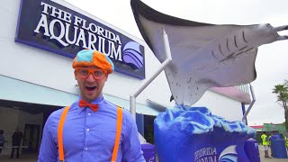 Blippi Visits an Aquarium (The Florida Aquarium) | BEST OF BLIPPI | Educational Videos For Kids