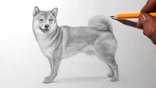 How To Draw A Shiba Inu With A Pencil Videos For Kids