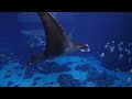 Swimming with Whale sharks | Georgia Aquarium