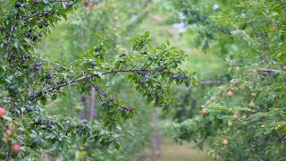 Building YOUR Permaculture Orchard