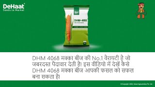 मक्का बीज की No.1 वैरायटी | DHM 4068 | जबरदस्त पैदावार | Maize Seed | Makka ki Kheti #maize #corn