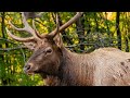 top 10 elk hunting states