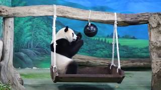 20200213 圓仔兩度無所獲 彪爸黑球重綁過 Giant Panda Yuan Zai