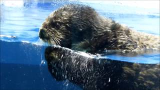 ラッコのロイズ、貝を食べてからのご挨拶♪（20150526＠サンシャイン水族館）