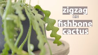 Zigzag or Fishbone Cactus | Jungle Cactus care for beginners