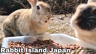 ケンカっぱやいうさぎ！威嚇行動しまくりで餌の独占に成功