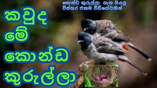 කොන්ඩ කුරුල්ලා ගැන විස්තර | konda kurulla bird | Information about animals in sinhala |konda kurulla