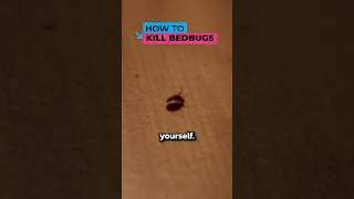 How To Kill Bedbugs At Home