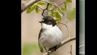 Голоса птиц-Мухоловка-пеструшка (Muscicapa hypoleuca)