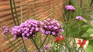 Everchanging Garden Design Hertfordshire St Albans Sanctuary Garden