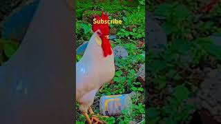 🤣🤣😂😂😂🐔🐔#kozhi_koothugal #tamilshorts #funny_chicken #comedy #shortsfeed #shortvideo