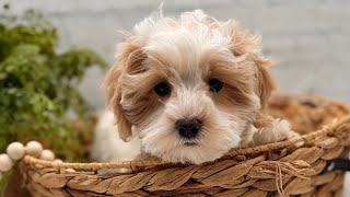 Available female Maltipoo from Honey and Hanks 11/18/23 litter, purple collar, almost 11 weeks old