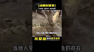 4米巨鱷吃掉印尼建筑工人，剖開鱷魚肚皮已經腐爛，讓人大倒胃口