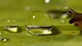 Slug shocked by water droplet