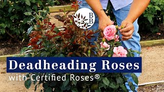 How to Deadhead and Promote Fall Blooms | by Certified Roses®