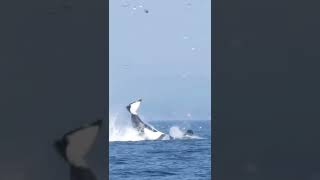 شاهد كيف الحوت يهاجم لخمة 🐳🐳🐳watch how whale attack stingray