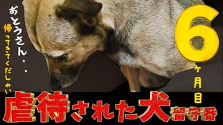 【涙腺崩壊】犬の留守番「お父さんに早く会いたい」切なくて胸が締め付けられる