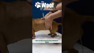 Unlocking the Secrets: The Most Mysterious Health Problems in Dogs [ Bladder & Urinary Infections ]