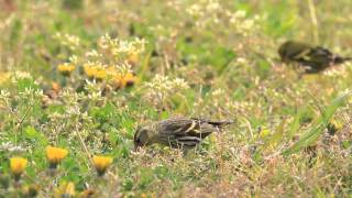 ♪鳥くん野鳥動画（舳倉島）マヒワ♀EurasiaPineSiskin in Japan