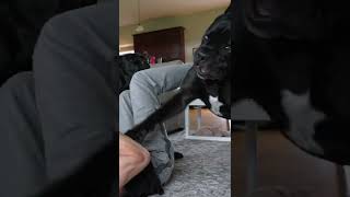 Dog Attacked Me play fight #shorts #viral #funnydogs #pets